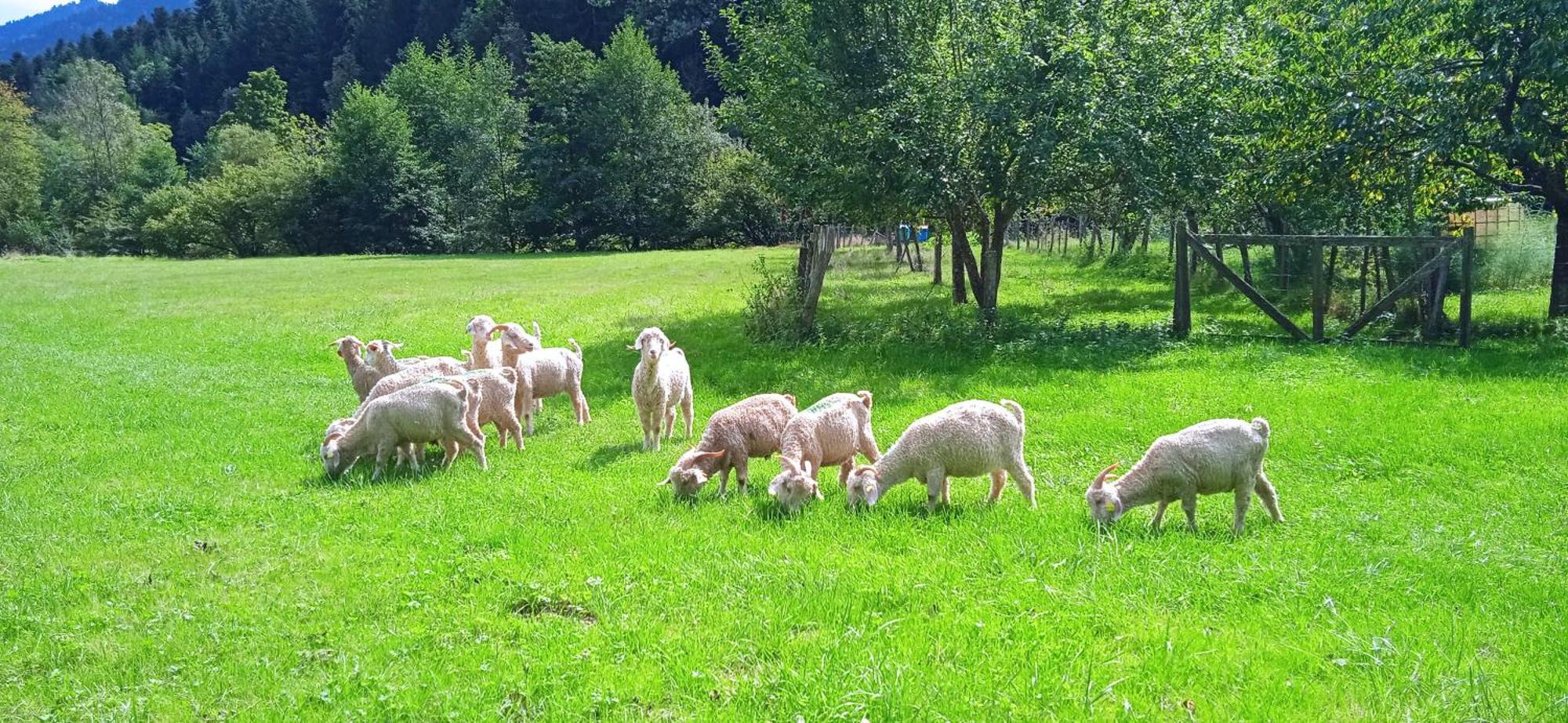 Au Mohair Des Alpy Fougax-et-Barrineuf Exterior photo